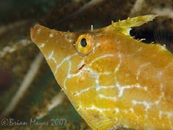 Close-up of Slender Filefish (Monacanthus tuckeri), not t... by Brian Mayes 